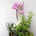 Alya Bed and Breakfast Vico Equense